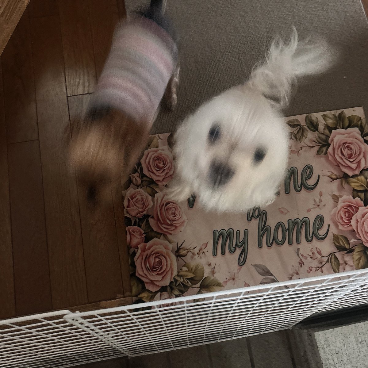 虹池 しろ🌈🎣🤍エリアトラウト系VTuber tweet media