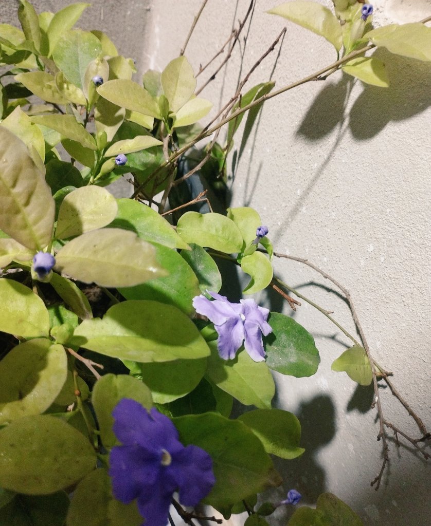 بذرة tweet media