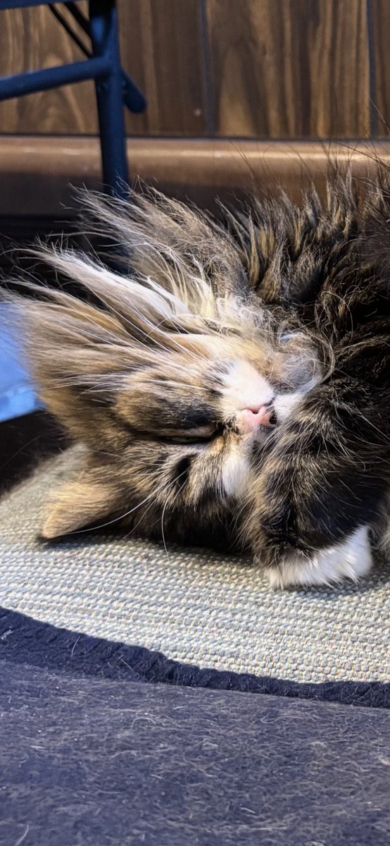 Holly Purr⚜️ tweet media