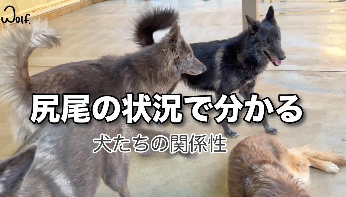 ローズウルフ🌹🐺ウルフドッグ犬舎 tweet media
