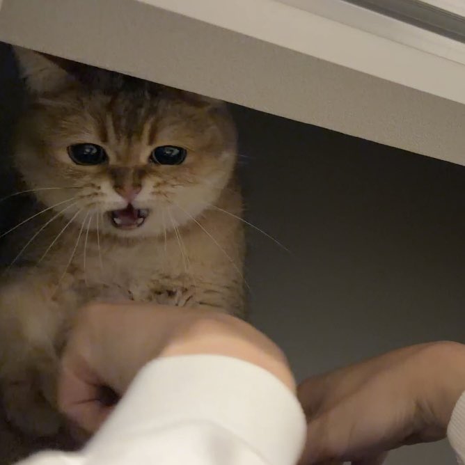 ぽてこゆこめ。 tweet media