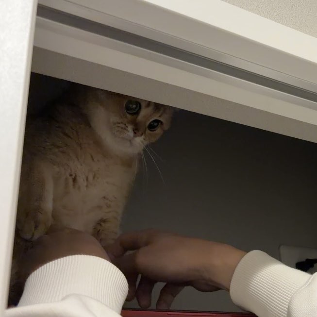 ぽてこゆこめ。 tweet media