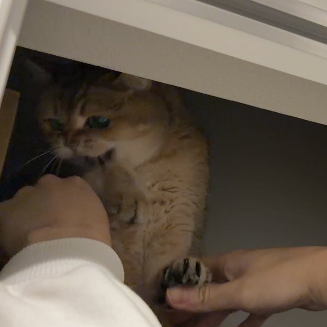 ぽてこゆこめ。 tweet media