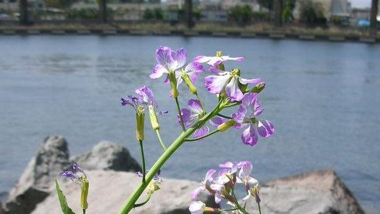 honky_tonk's tweet image. 【蝶】
芋虫
→サナギの中で身を溶かす
→羽化

【人間】
エゴの次元
→暗いトンネル
→魂の次元

同様のプロセスがはたらいているだけ。
"漆黒の闇"を怖れる必要は、全くないんですよ。

これまで機能していた「私」が身動き取れなくなり分解・・・それは恩寵です。
#awakening #覚醒