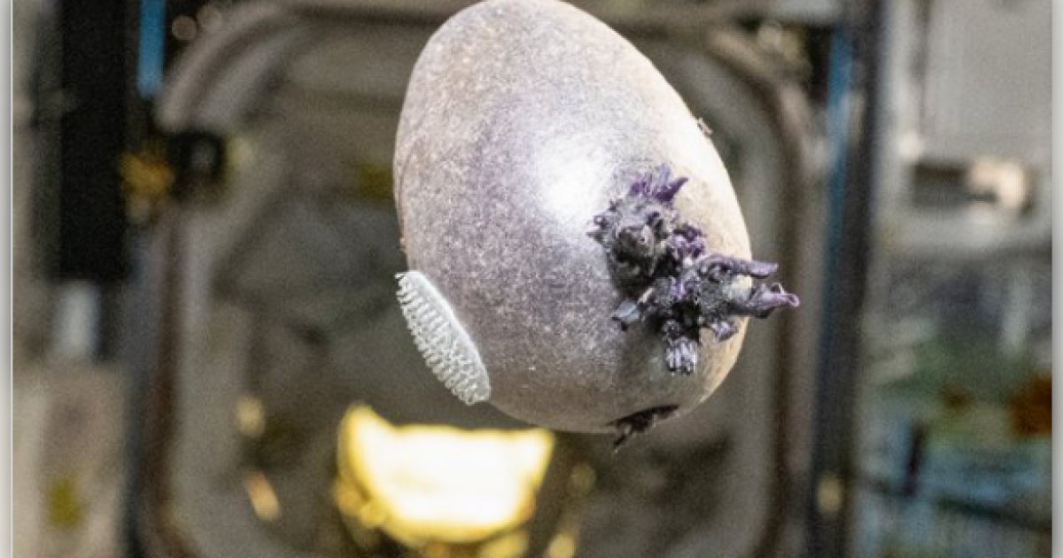 The Gateway Pundit tweet media