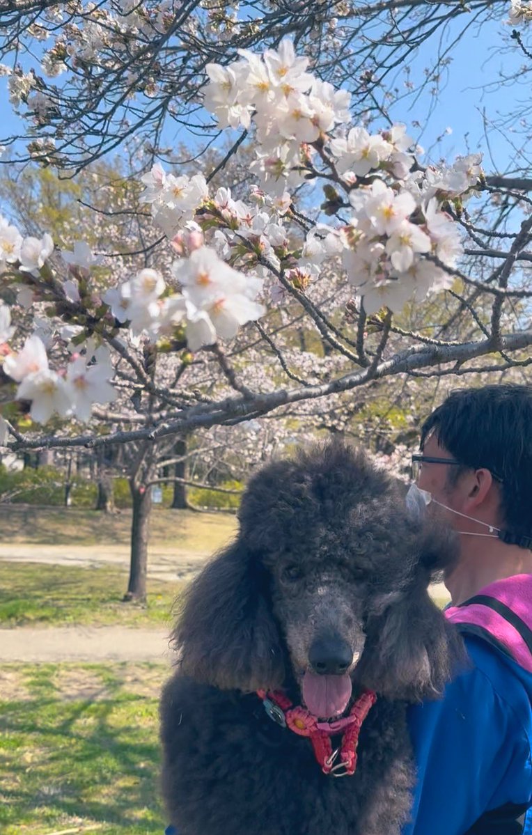 スタンプー・チュピート🐩&カーニャ🐩 tweet media