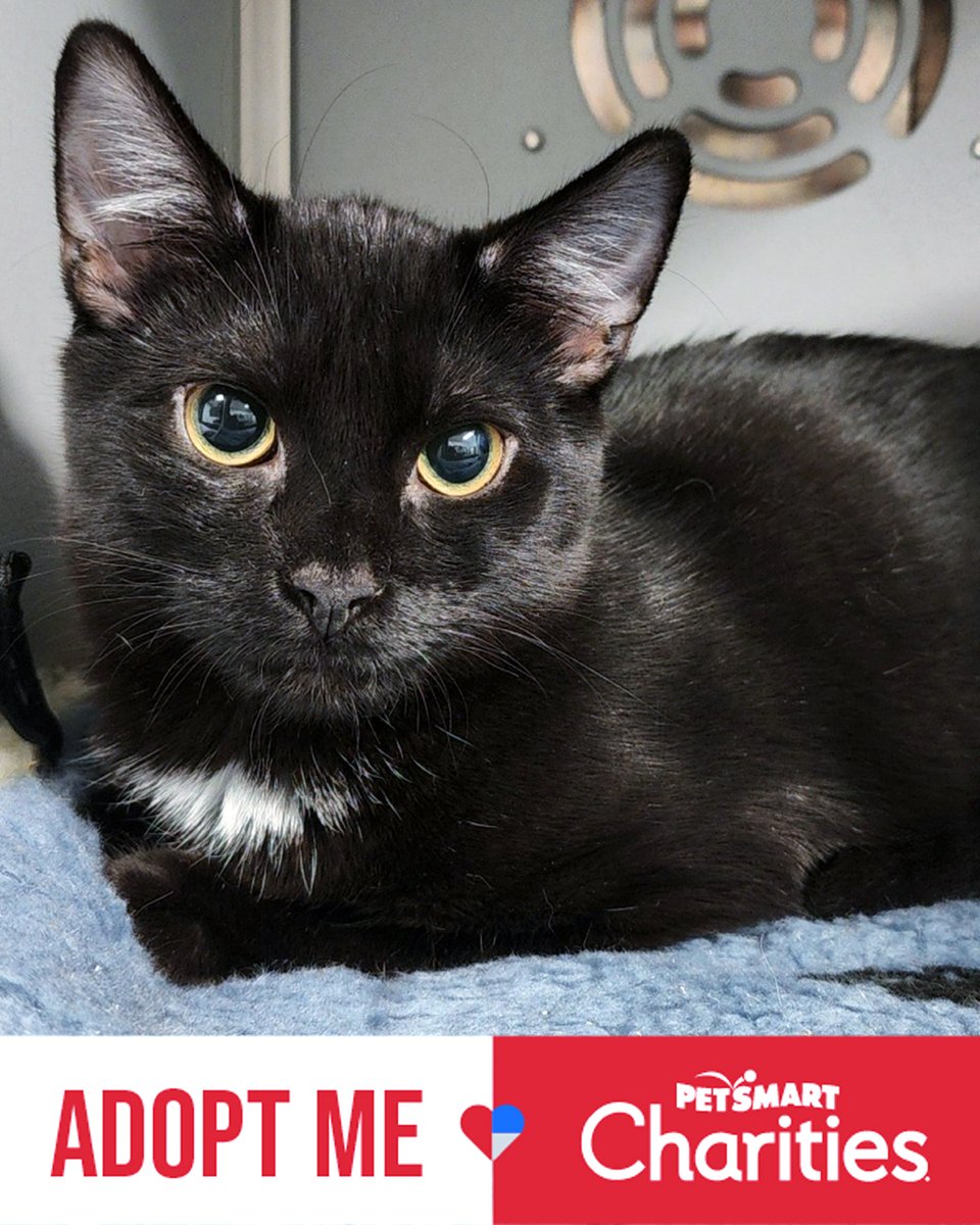 Lost Dog & Cat Rescue tweet media