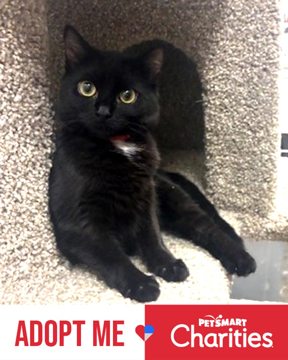 Lost Dog & Cat Rescue tweet media