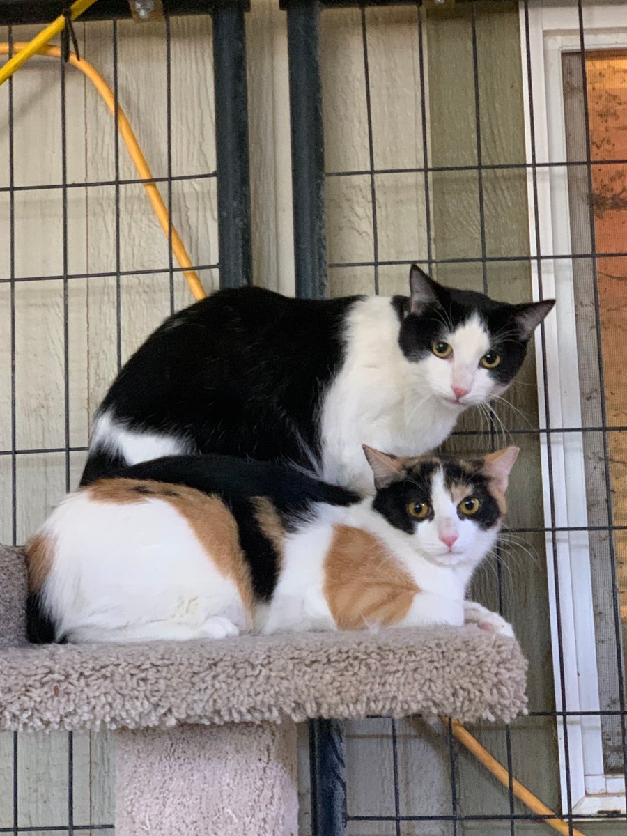 Whiskers 'N' Wishes Sanctuary tweet media