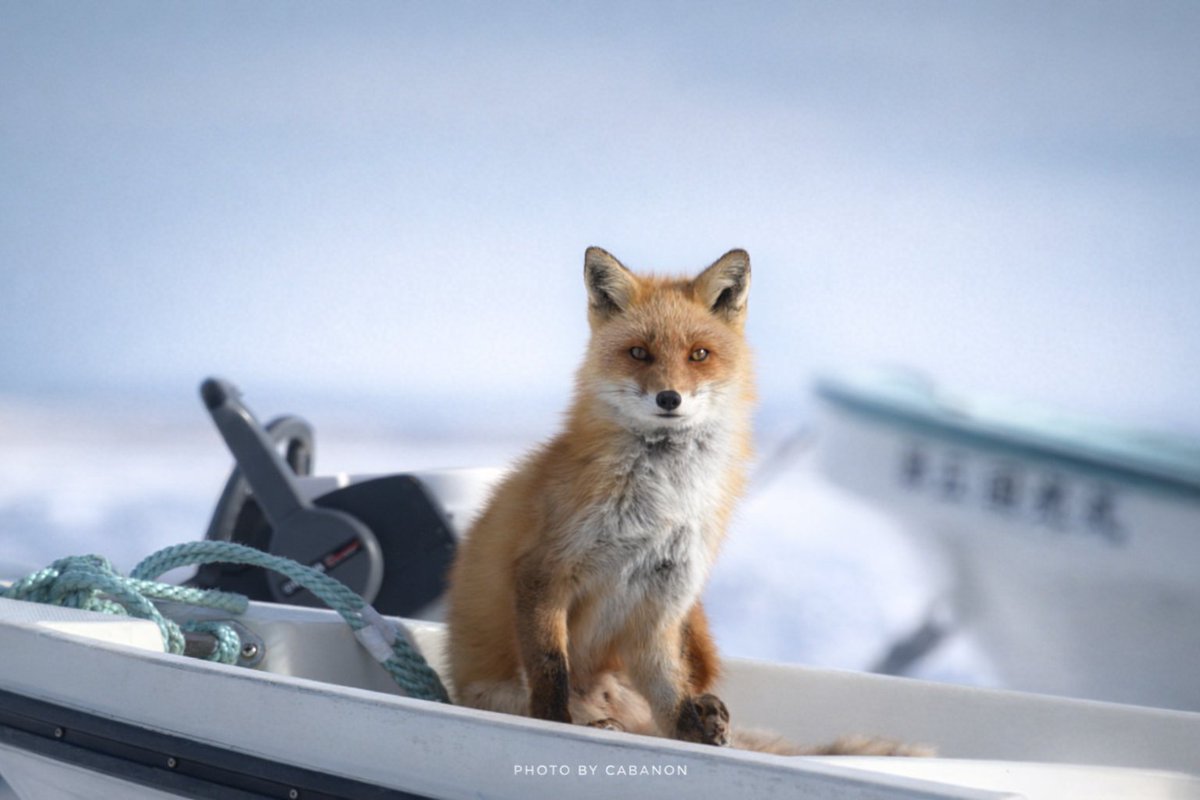 宿房 樺のん（霧多布） tweet media