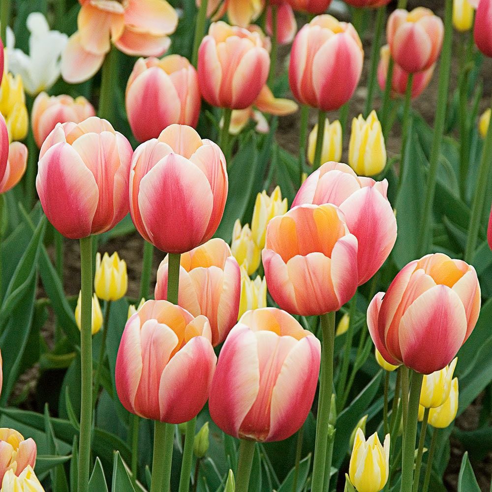 Elwë Singollo 🌷🧝🏻♀️ tweet media