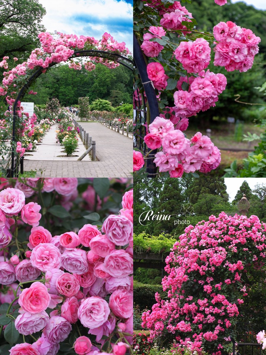 ฺฺ桜井 麗奈*𝚁𝚎𝚒𝚗𝚊*𝟸𝚗𝚍 🐱🐾🌸🌹 tweet media