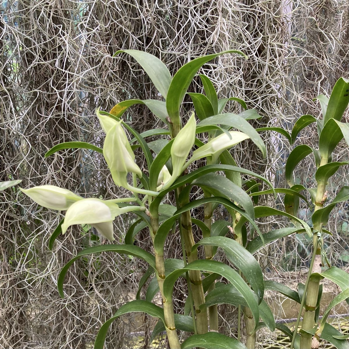 こことは tweet media