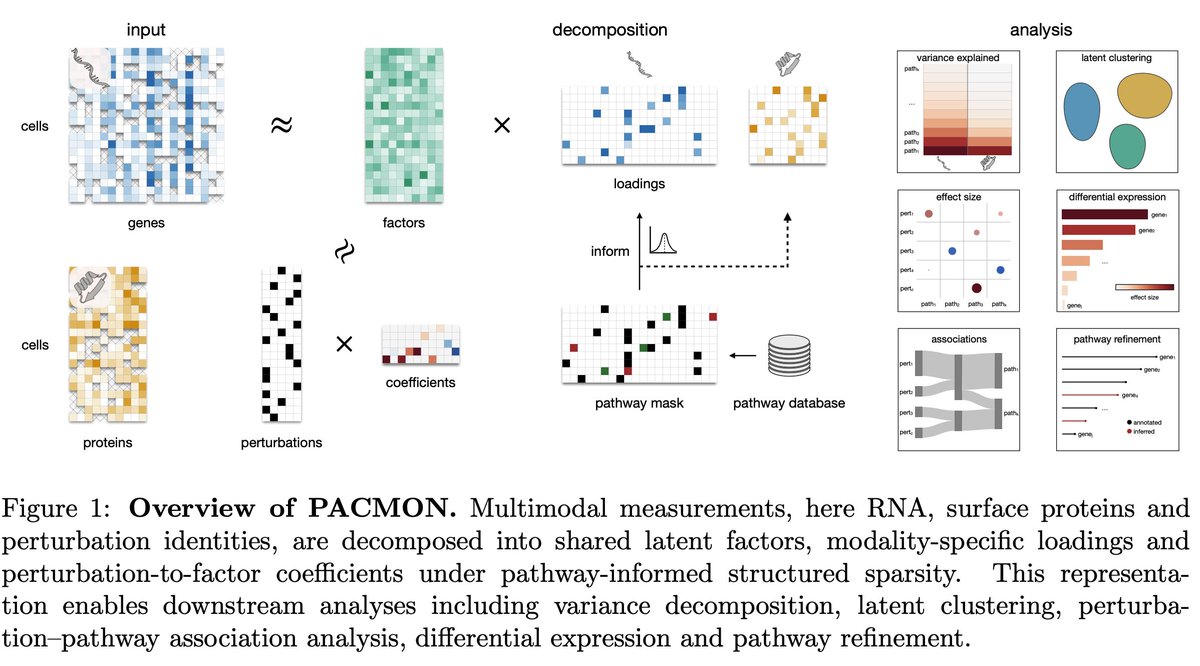 mlo_lab's tweet photo. New preprint: PACMON  
A framework for pathway-level interpretation of multimodal perturbation screens, integrating RNA + protein readouts and scaling to atlas-scale datasets.

https://t.co/fiyjjh9aFL

#bioRxiv #multiomics #computationalbiology https://t.co/Apt7BwYRD6
