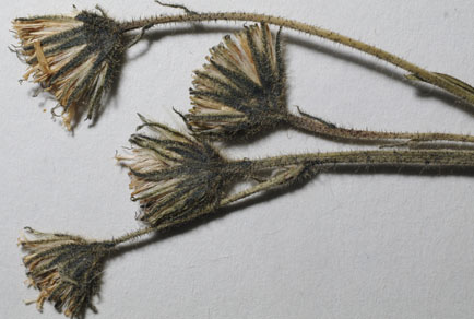Phytotaxa's tweet image. A #newspecies in Hieracium sect. Alpina (#Asteraceae) from the Western Carpathians in #Slovakia
#taxonomy 
doi.org/10.11646/phyto…