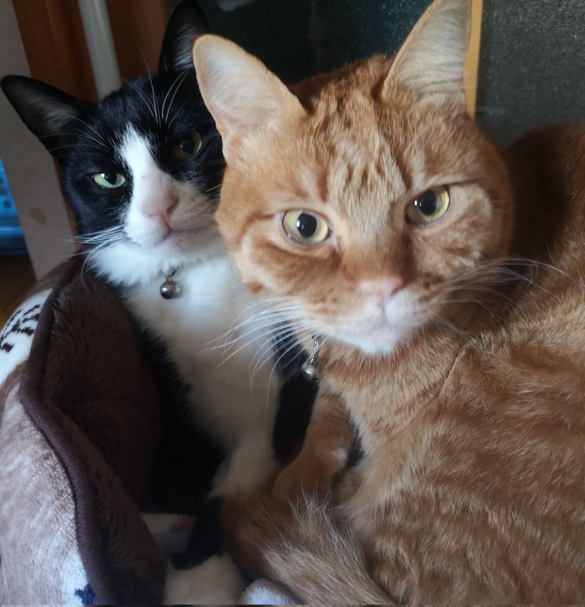 猫男爵デポン三世 tweet media