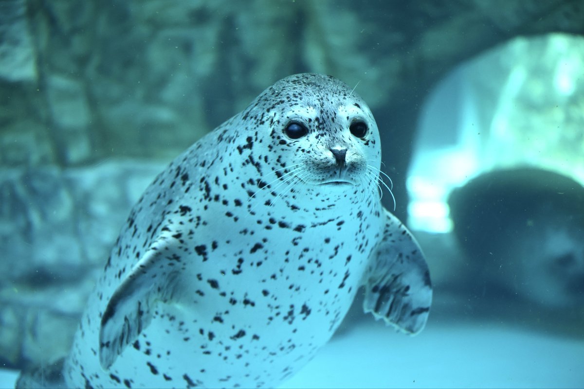 のりたま tweet media