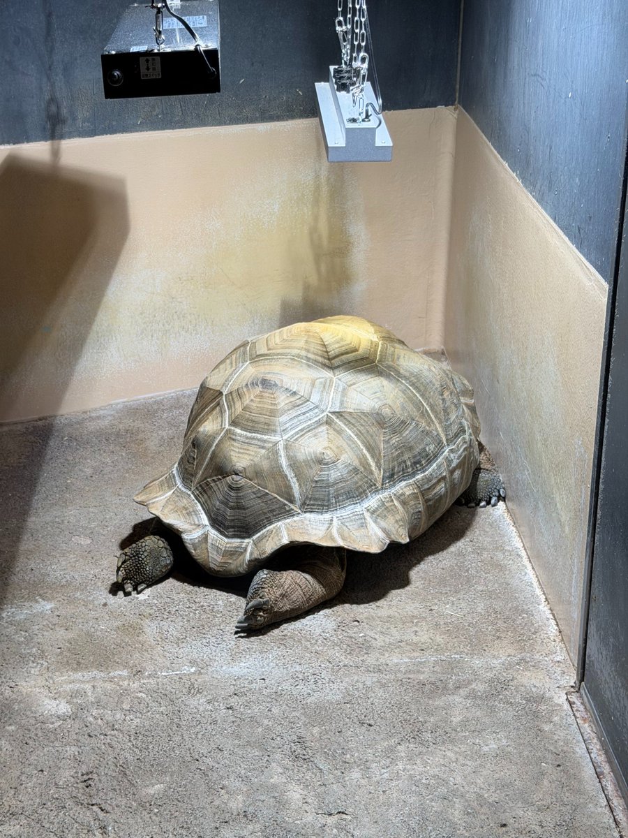 インサレイションテクノロジー tweet media