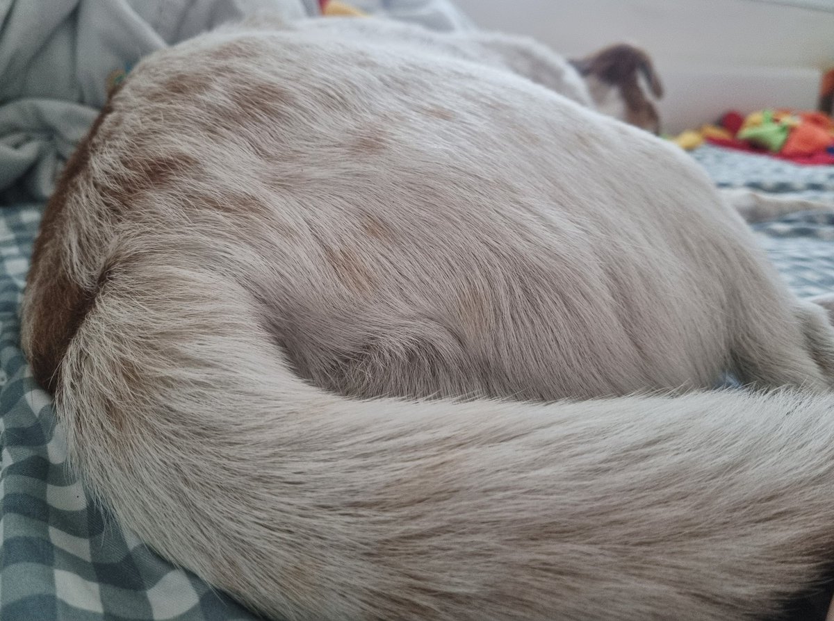 가족찾는마일로🐶 tweet media