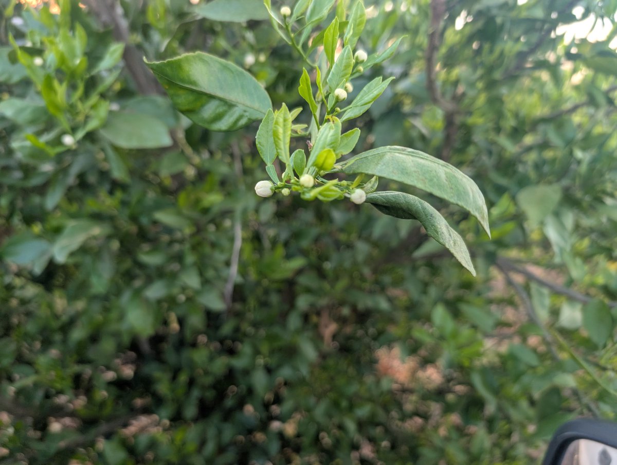 darrell37064543's tweet photo. citrus trees are about to bloom https://t.co/tn1tdPffZJ