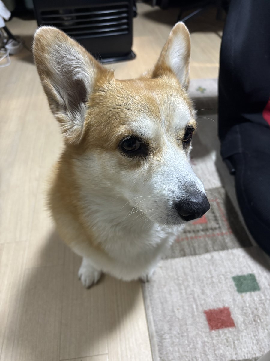 でふ (((((((((っ・▲・)っ🍫 tweet media