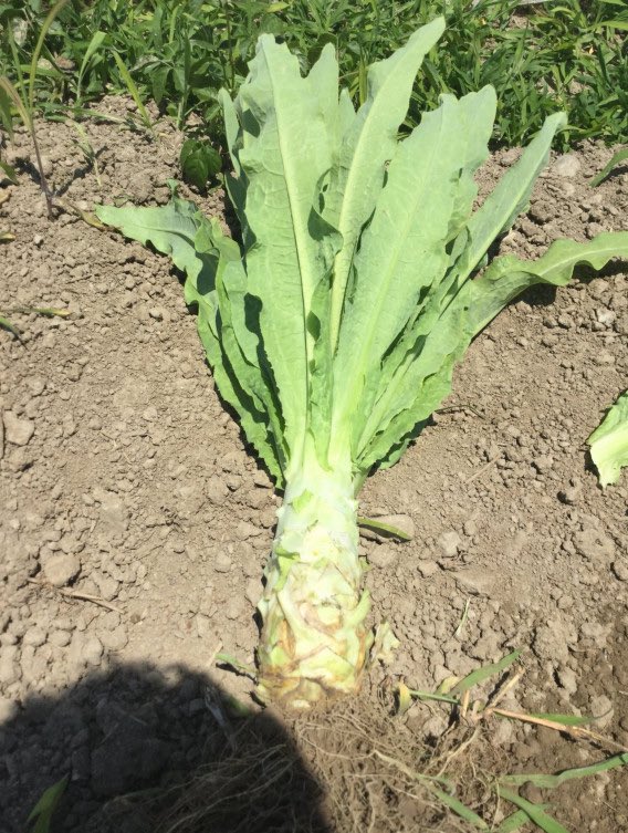 あんちゃん(´･ᴥ･`)🪕🎶 tweet media