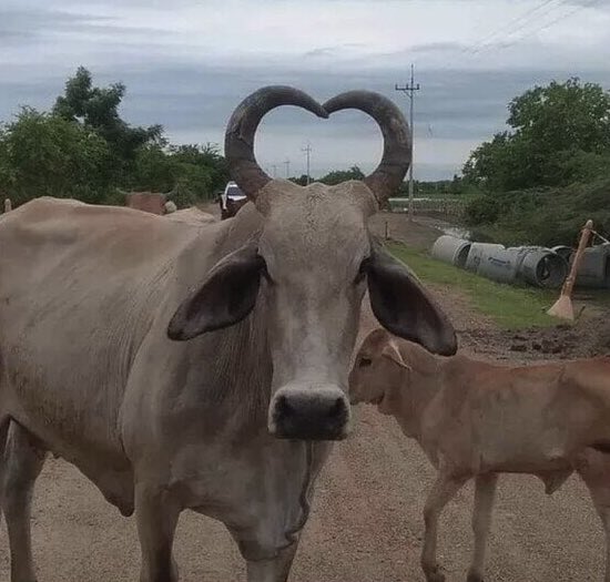 🧚🏻 tweet media