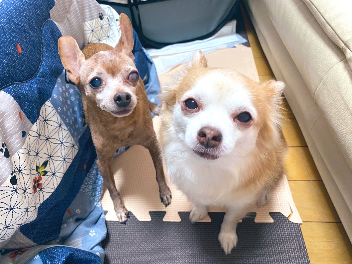 miho.anrrs tweet media