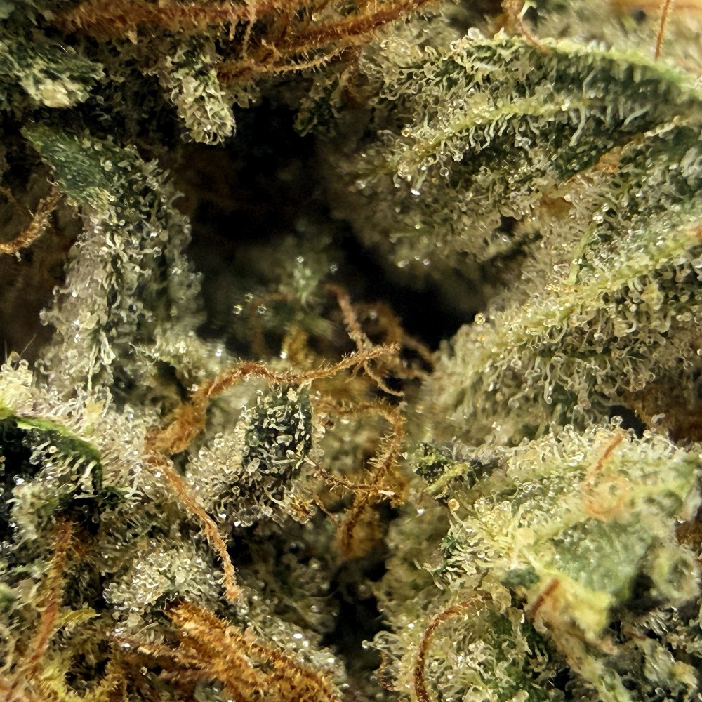 Maison NASSOY LE BARON tweet media