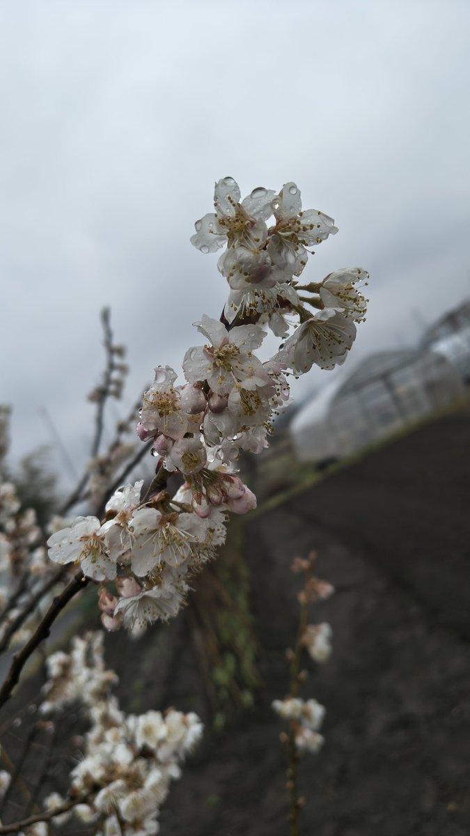 おはようございます💦

雨降る通勤路🚗³₃
思いっきりアップしてると思い今見たらしてなかったです😂

皆さん健康第一で福のある素敵な1日を👋🥸

  #空ネット
 #福島市
 #ギャラリー梟