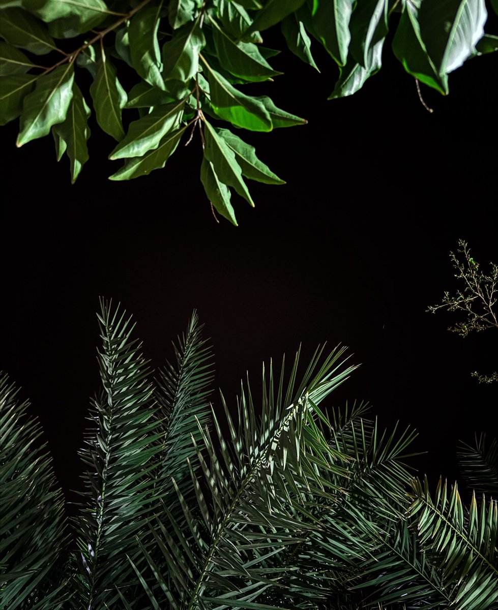 وضحى tweet media