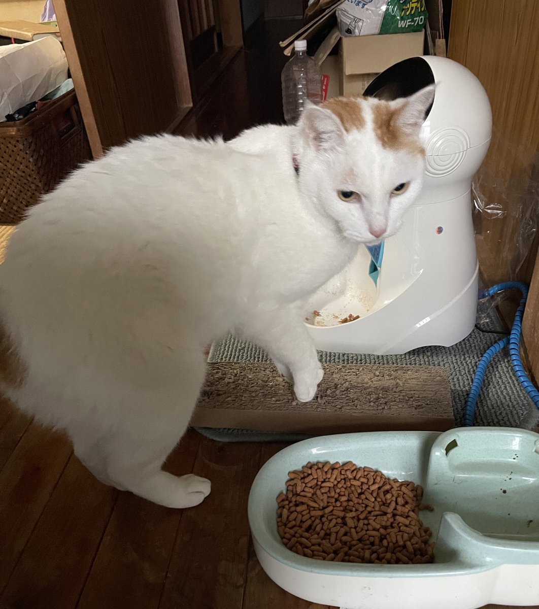 手前にごはん、あるじゃないか、って？

湿気てるのだ、ごみだよ、ごみ。

#猫  #猫のいる暮らし #物価高の敵