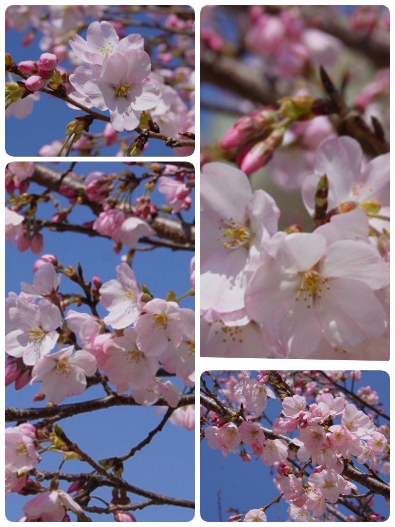 歩美🐈‍⬛🐾 tweet media