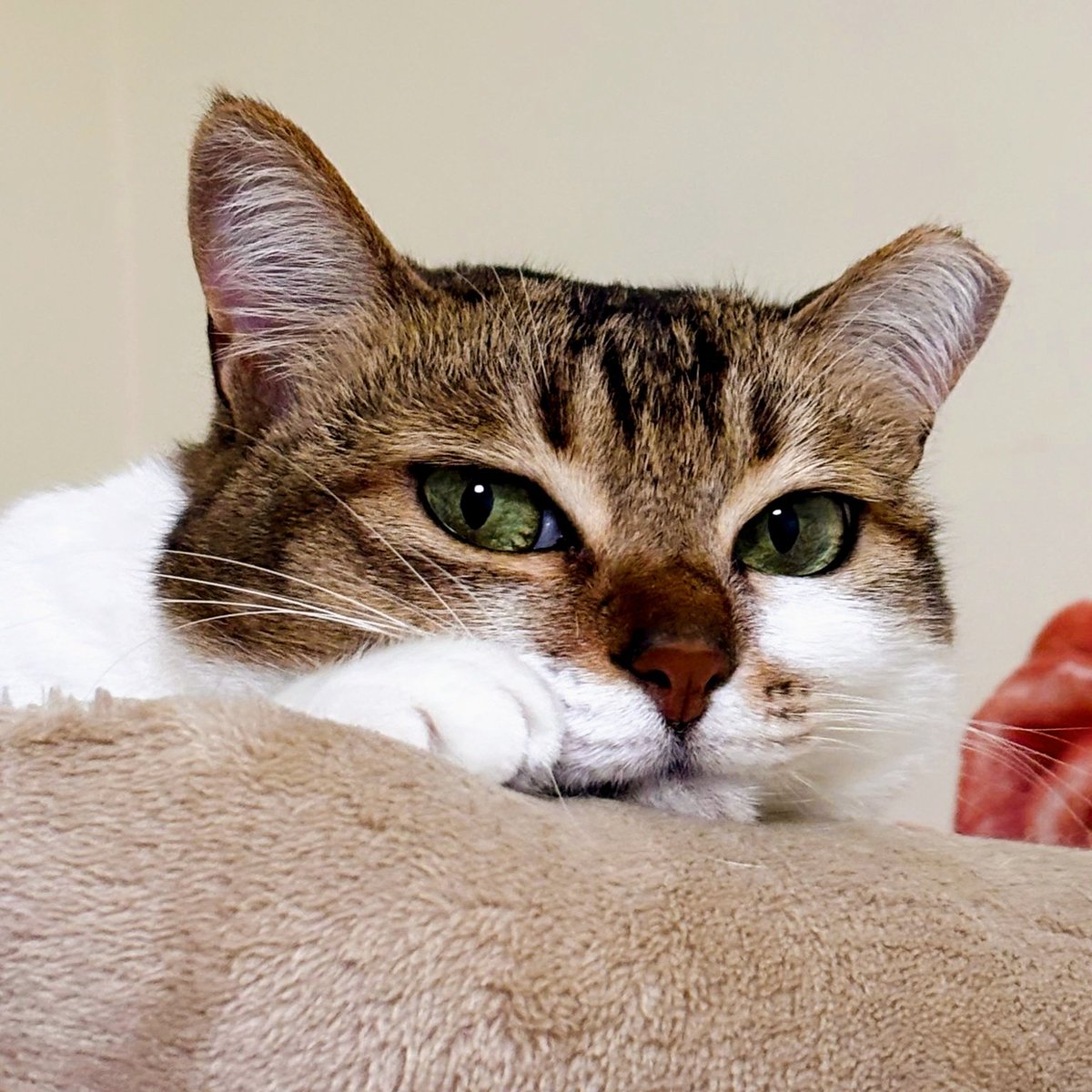 albi ♂⭐️MAID VTUBER & SUPPORTER⭐️Love-Chu!💖 tweet media