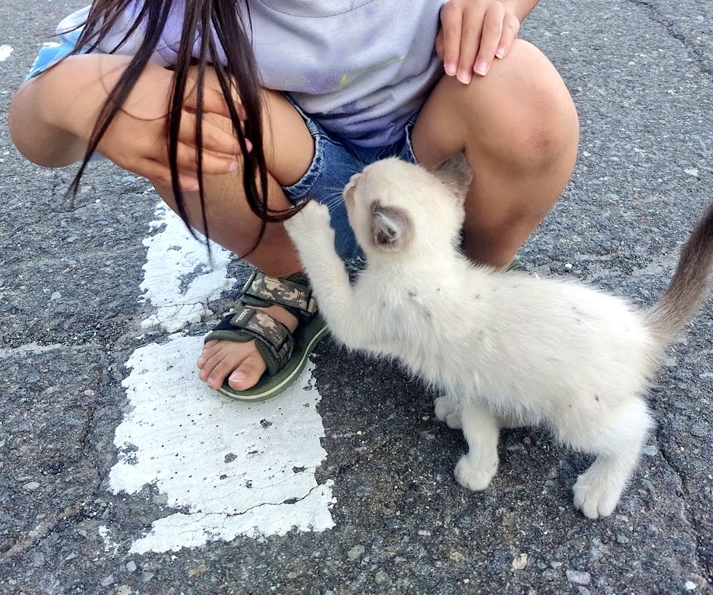 きゃおり tweet media