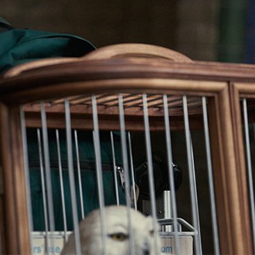 Wizarding World Direct tweet media