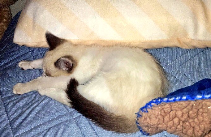 きゃおり tweet media