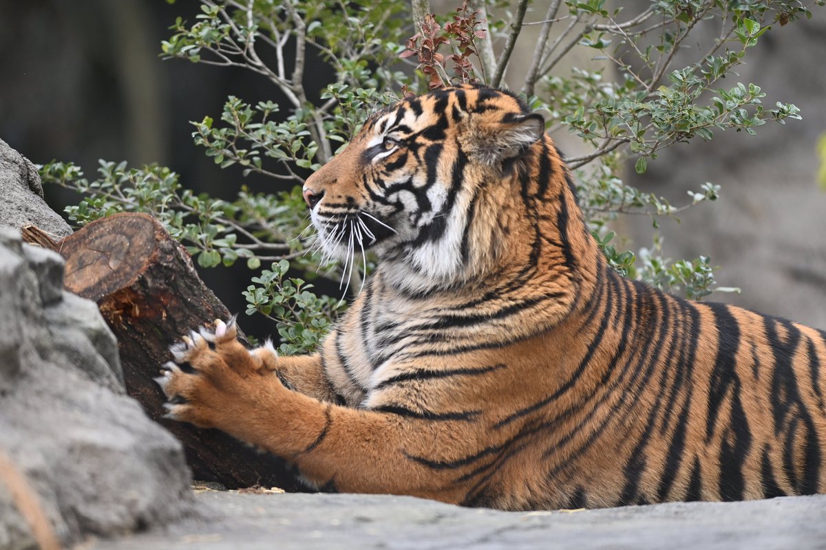 uber_tiger～トラネコとライオンネコ～ tweet media