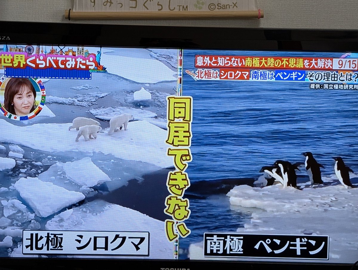 せしるさん🥒🧋🐻‍❄️🐥 tweet media