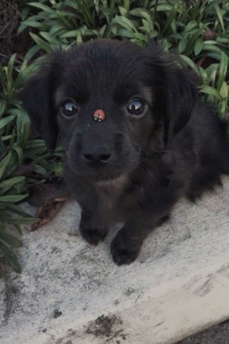 SiliGremlin tweet media