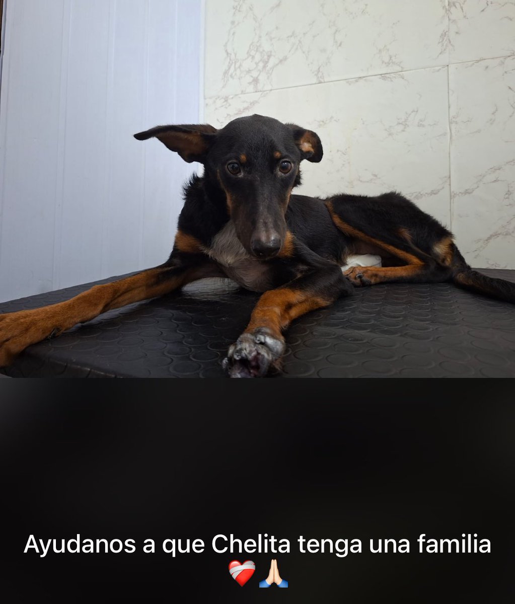 adrijaz. tweet media