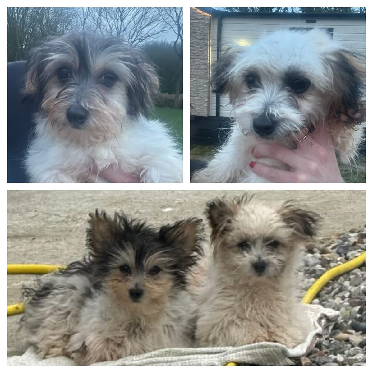 MakeChipsCount to Reunite Pets tweet media