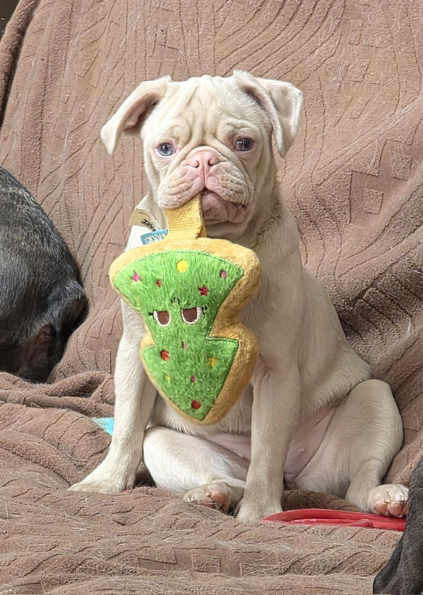 pugpartyplusone's tweet image. Daily Dose of Stella!
#pug #pugs #pugpartyplusone #pinkpug #puppy