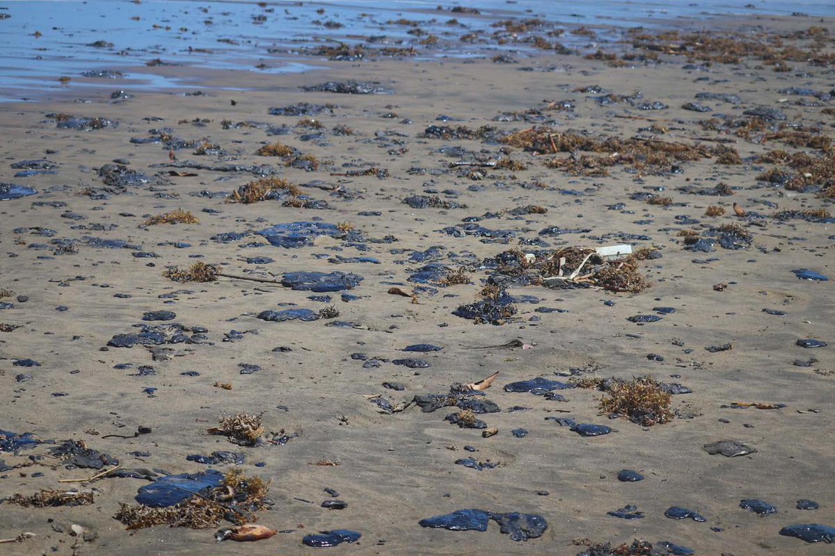 MARIANO OSORIO tweet media