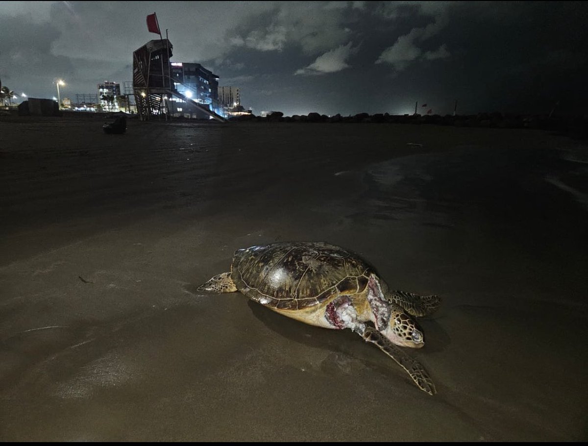 MARIANO OSORIO tweet media