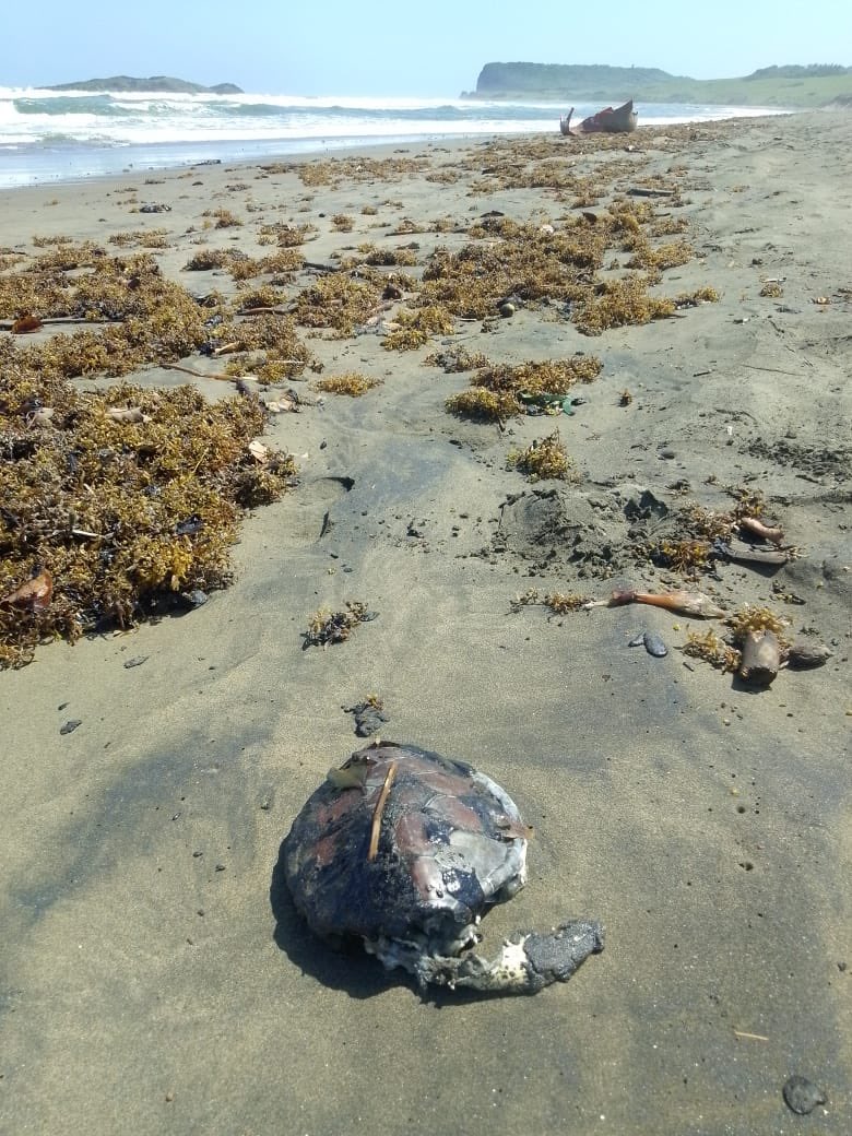 MARIANO OSORIO tweet media