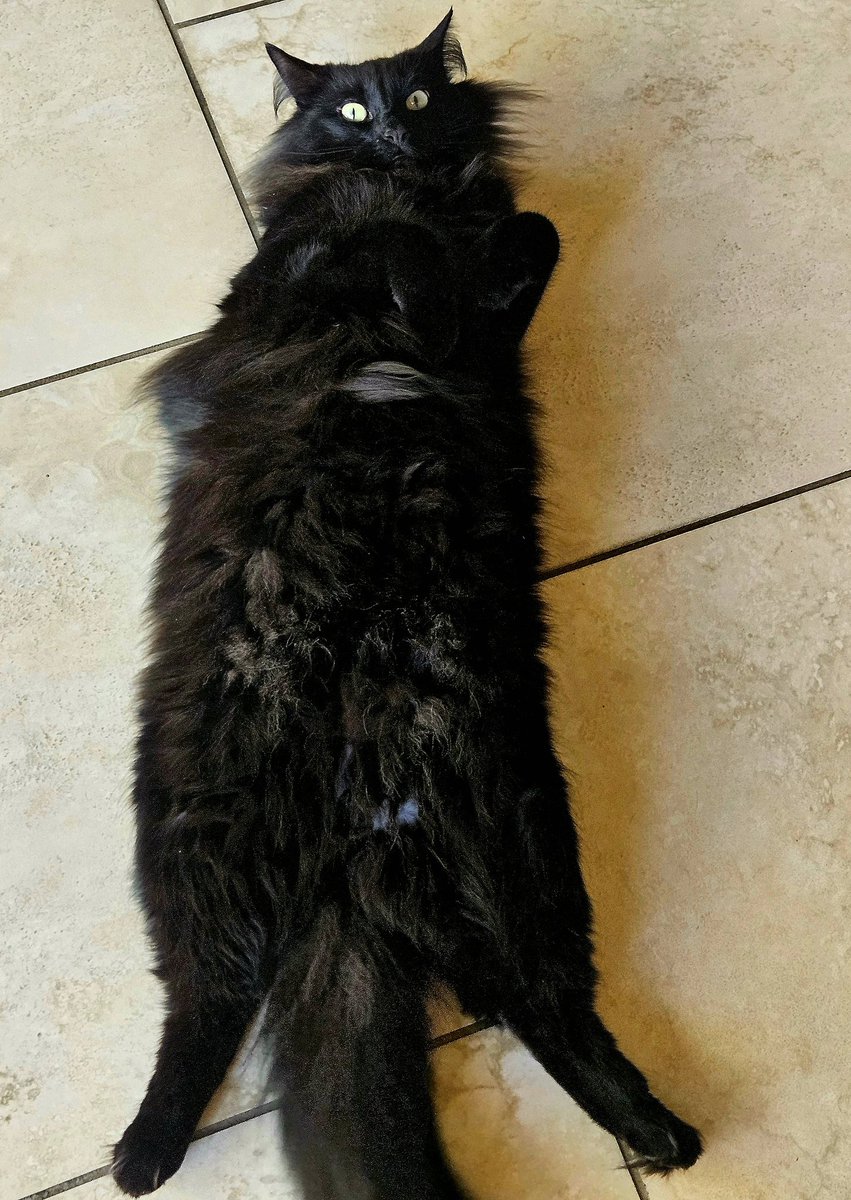 🇺🇲SHaRoNeY🇺🇲 tweet media