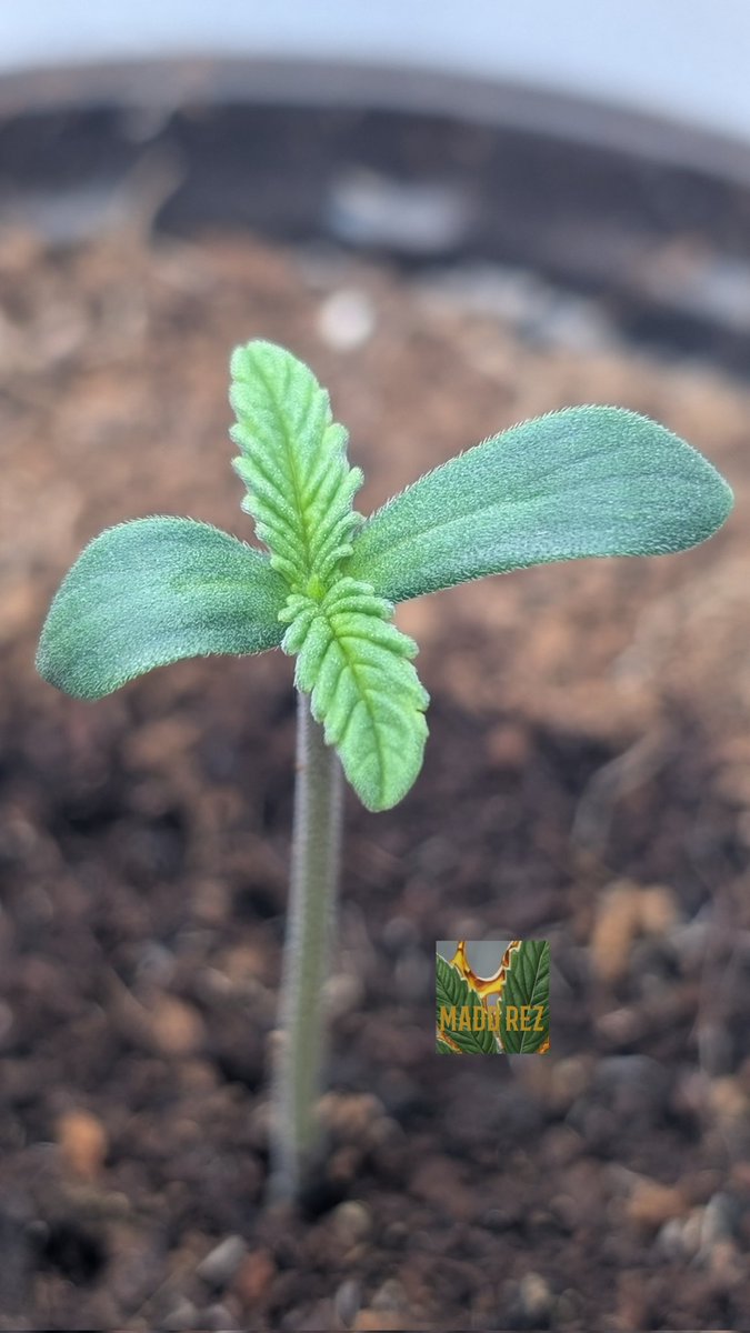 Madd Rez tweet media