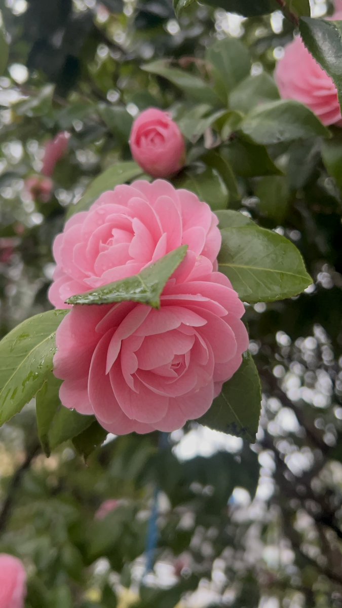 鏡・ガラスの㈱コーワ🪞／広報担当 tweet media