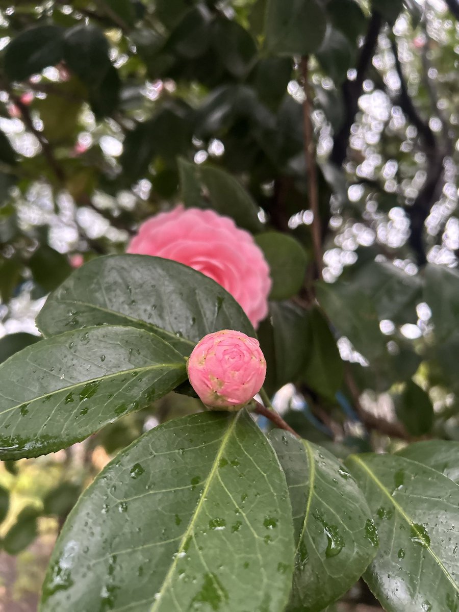 鏡・ガラスの㈱コーワ🪞／広報担当 tweet media